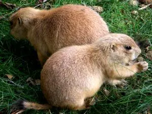 Groundhog Day