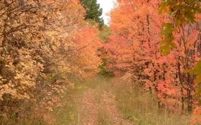 Appreciate the Beauty of Utah in the Fall