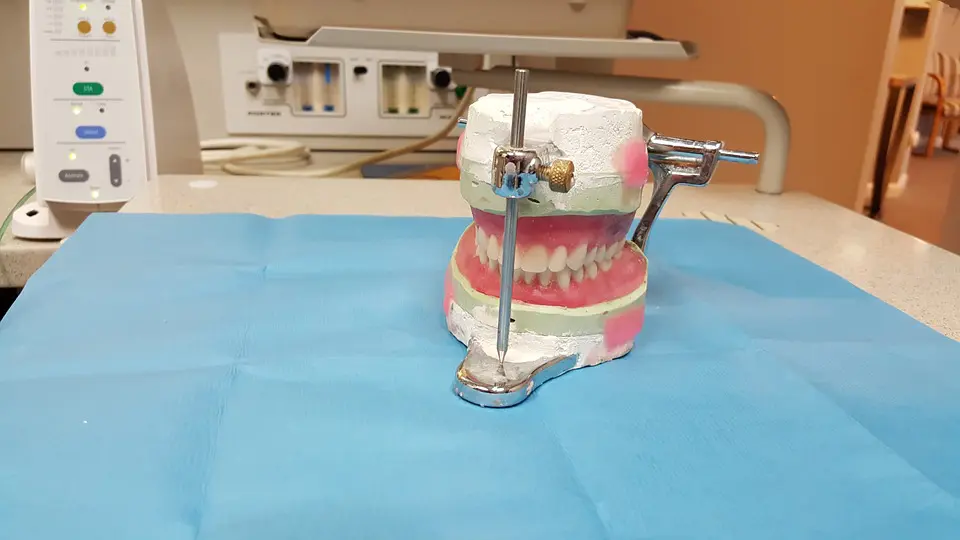 We Need Different Types of Teeth We Need Different Types of Teeth