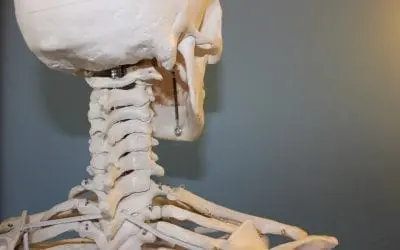 Are Teeth and Bones the Same Thing?