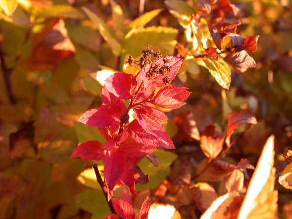 Fall leaves