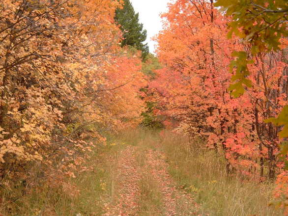 Appreciate the Beauty of Utah in the Fall