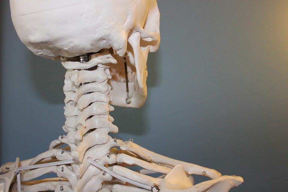 Are Teeth and Bones the Same Thing? Are Teeth and Bones the Same Thing?